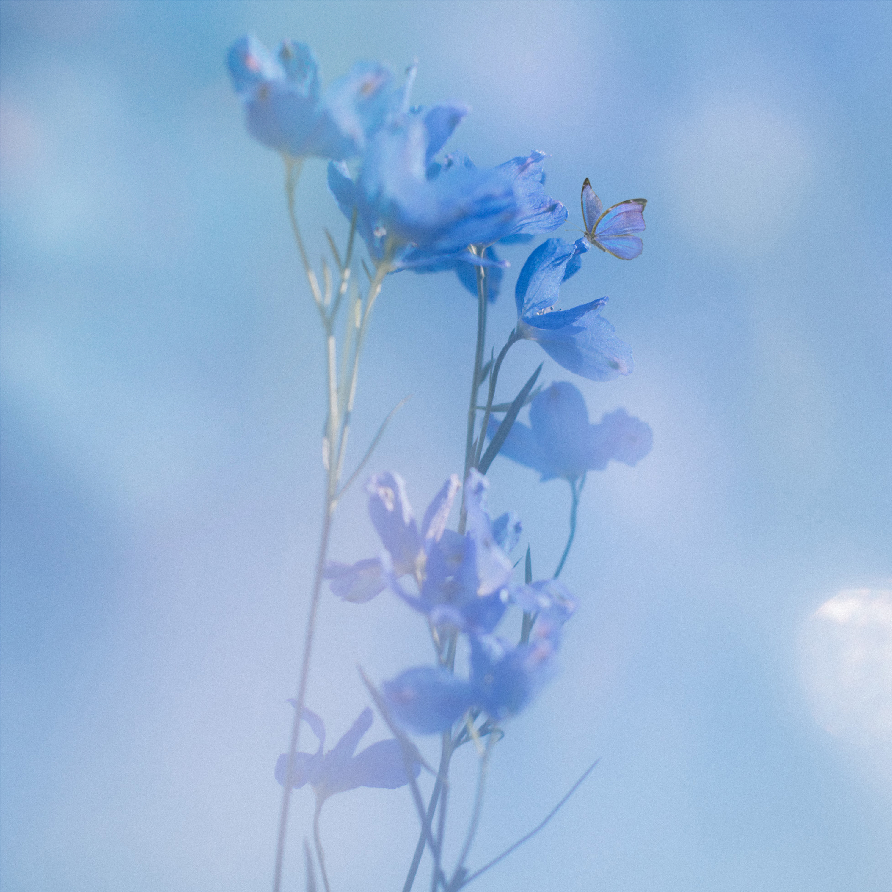 BUTTERFLY EFFECT : 佐藤千亜妃 | HMV&BOOKS online - RZCB-87109